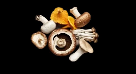 En lille bog om svampe